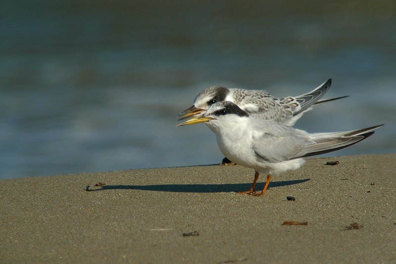 Fraticello- Sternula albifrons in Digiscoping